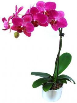 pembe orkideler