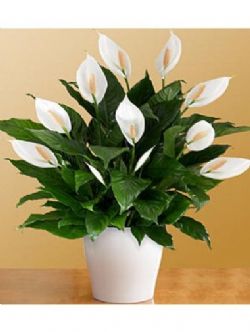 Spathiphyllum saksi iegi